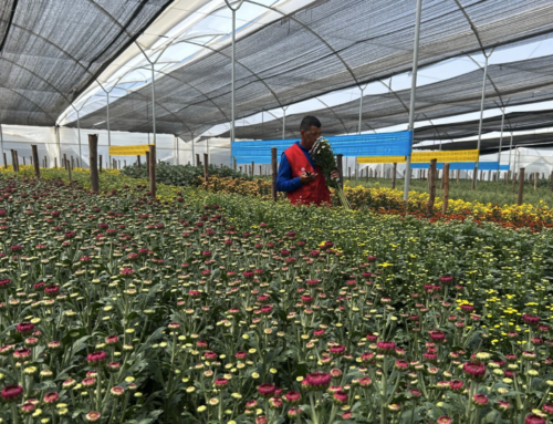 Conoce y familiarízate con la próxima versión de Flor Ecuador Certified® V5.0