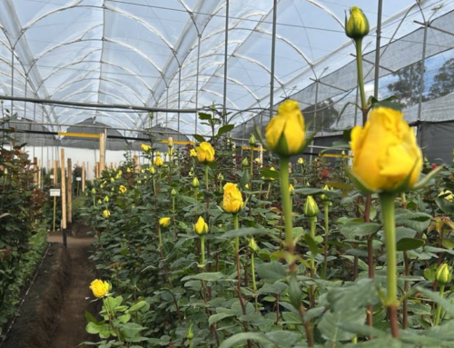 ¿Dónde se genera la huella de carbono de una finca florícola?